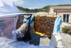 Les ruches du Domaine E. Guigal