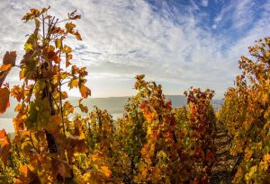 L'automne dans les vignes du Domaine E. Guigal