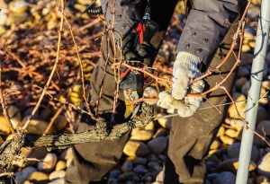 Nalys / Domaine E. Guigal -Travail de la vigne en hiver