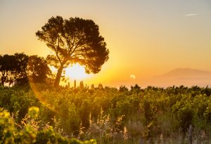 Nalys / Domaine E. Guigal -Lever de soleil dans les vignes en été