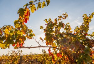 Nalys / Domaine E. Guigal -Vigne en automne